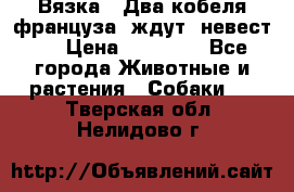  Вязка ! Два кобеля француза ,ждут  невест.. › Цена ­ 11 000 - Все города Животные и растения » Собаки   . Тверская обл.,Нелидово г.